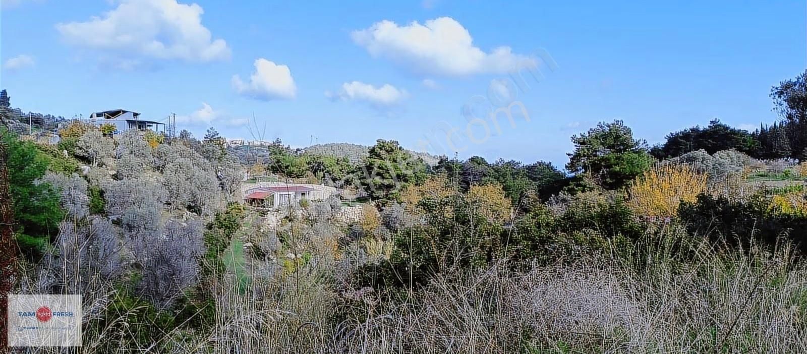 Asfalt Yola 65 Metre Cepheli, Deniz Gören, Zeytin Ağaçlı Tarla - Görsel 3