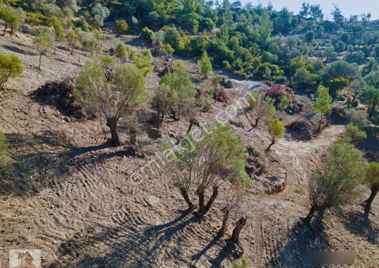 Seferihisar Ulamış'ta Merkeze Yakın Kupon Tarla - Görsel 20
