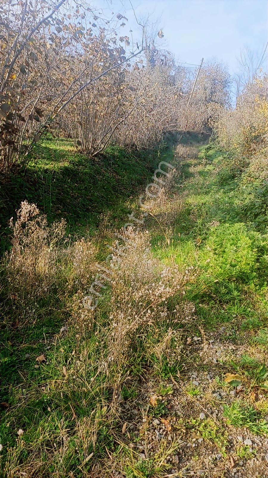 Kaçmaz Emlak'tan Ordu Fatsa İlçesi Küçük Koç Mah Satılık Arazı - Görsel 8