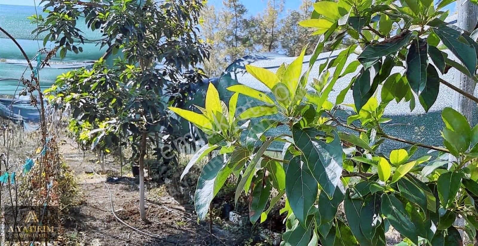 A Yatırımdan Aksu Yeşilkaraman Da Satılık 1050 M2 Tarla - Görsel 13