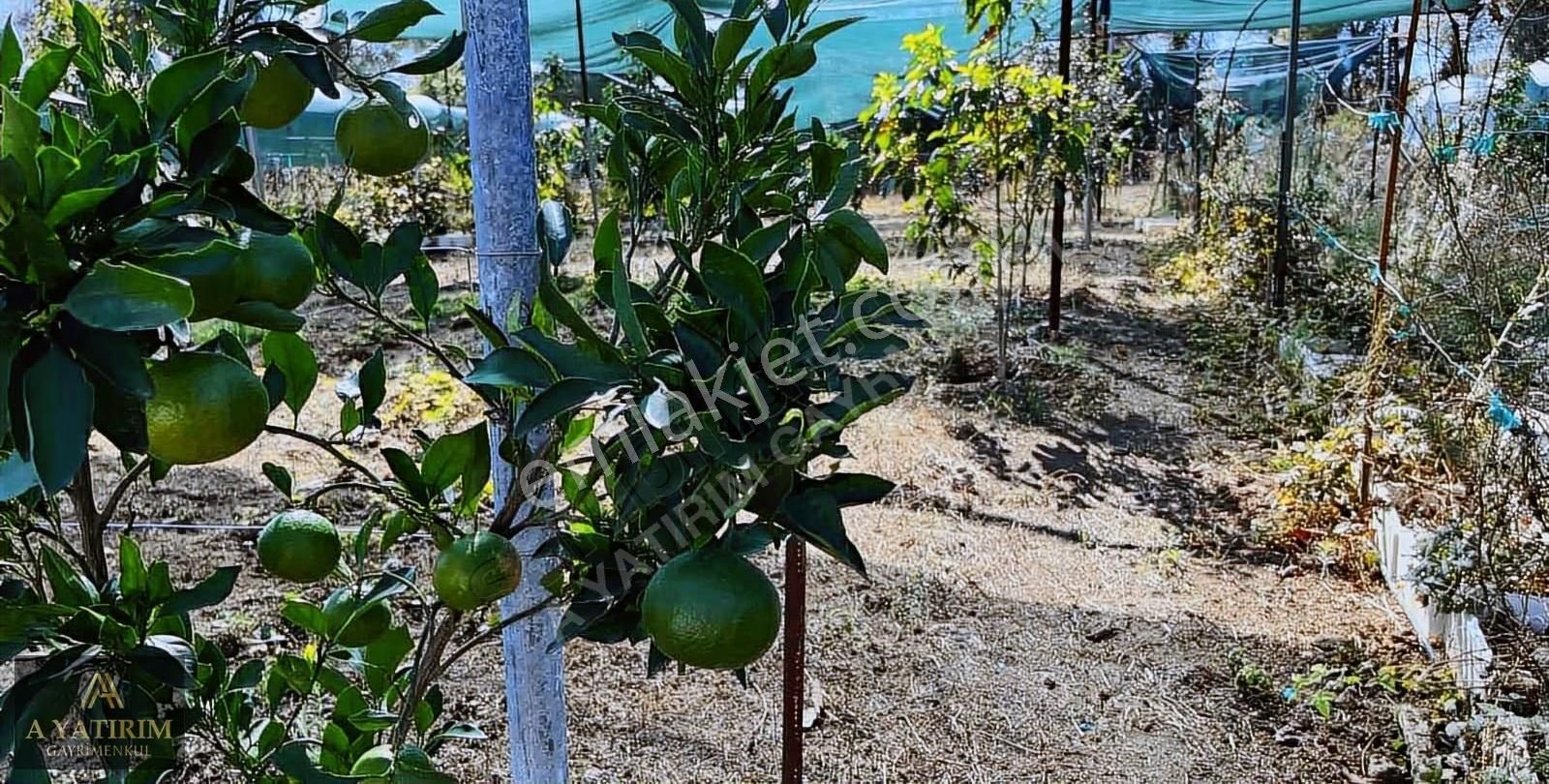 A Yatırımdan Aksu Yeşilkaraman Da Satılık 1050 M2 Tarla - Görsel 9