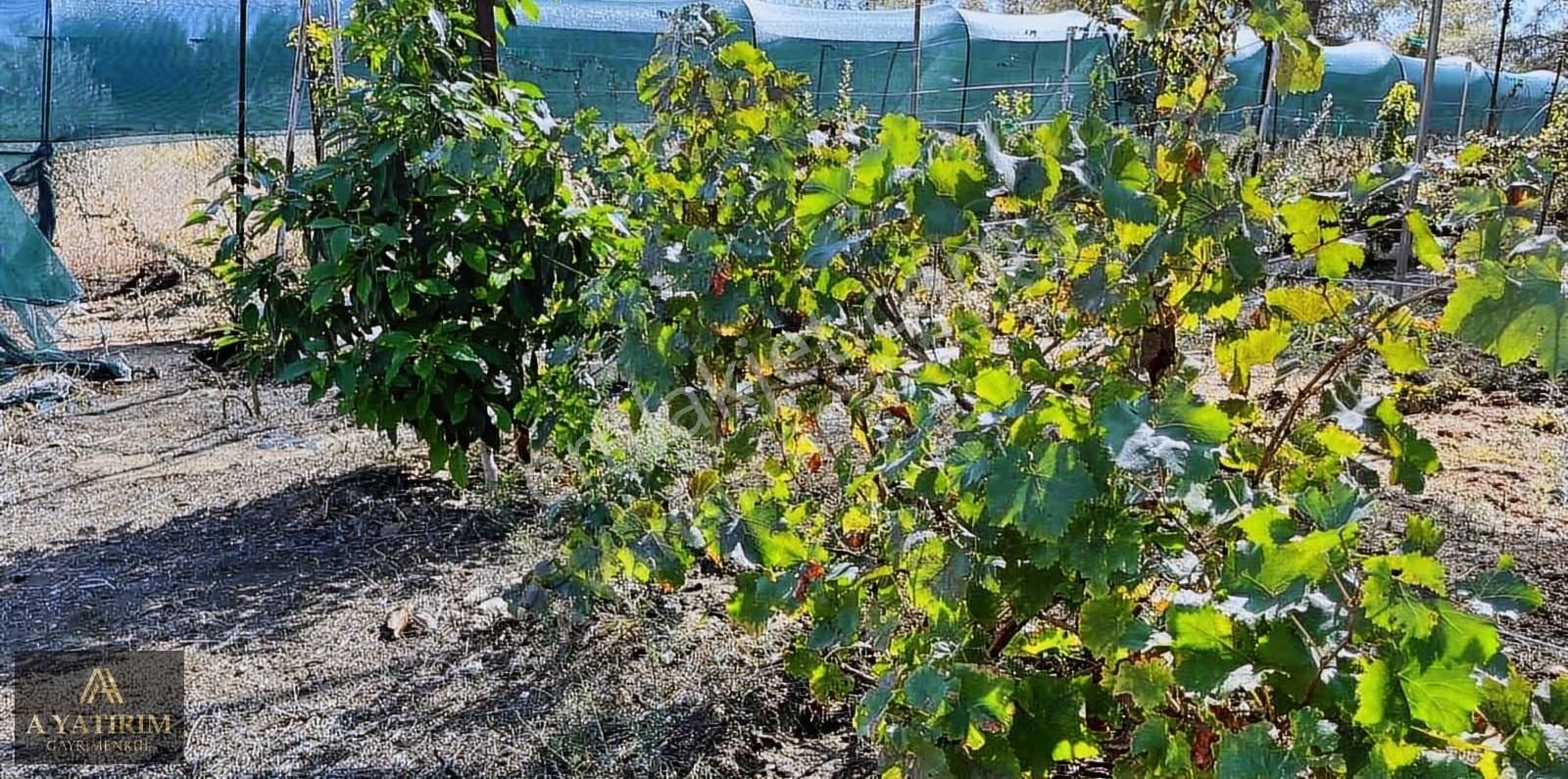 A Yatırımdan Aksu Yeşilkaraman Da Satılık 1050 M2 Tarla - Görsel 3