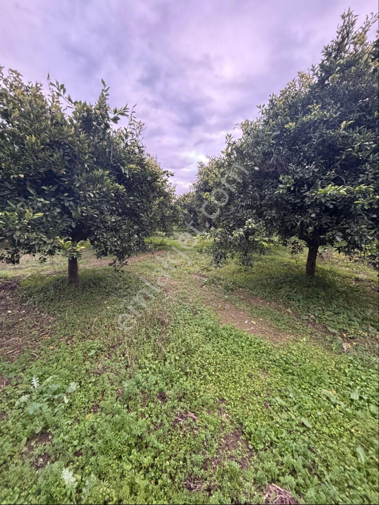 Sezgin Emlak Aydın Nazilli Hamzalı Fırsat Portakal Bahçesi Satılık - Görsel 11