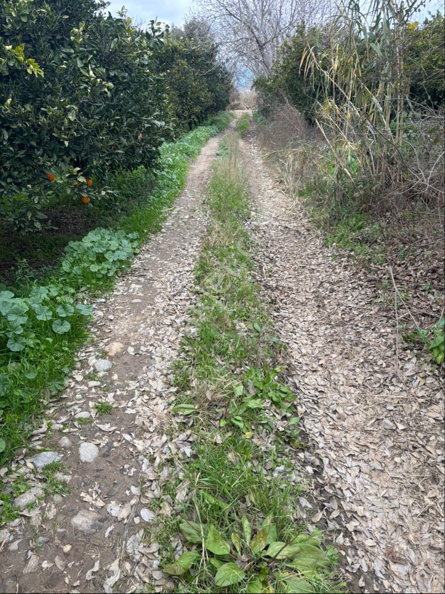 Sezgin Emlak Aydın Nazilli Hamzalı Fırsat Portakal Bahçesi Satılık - Görsel 4