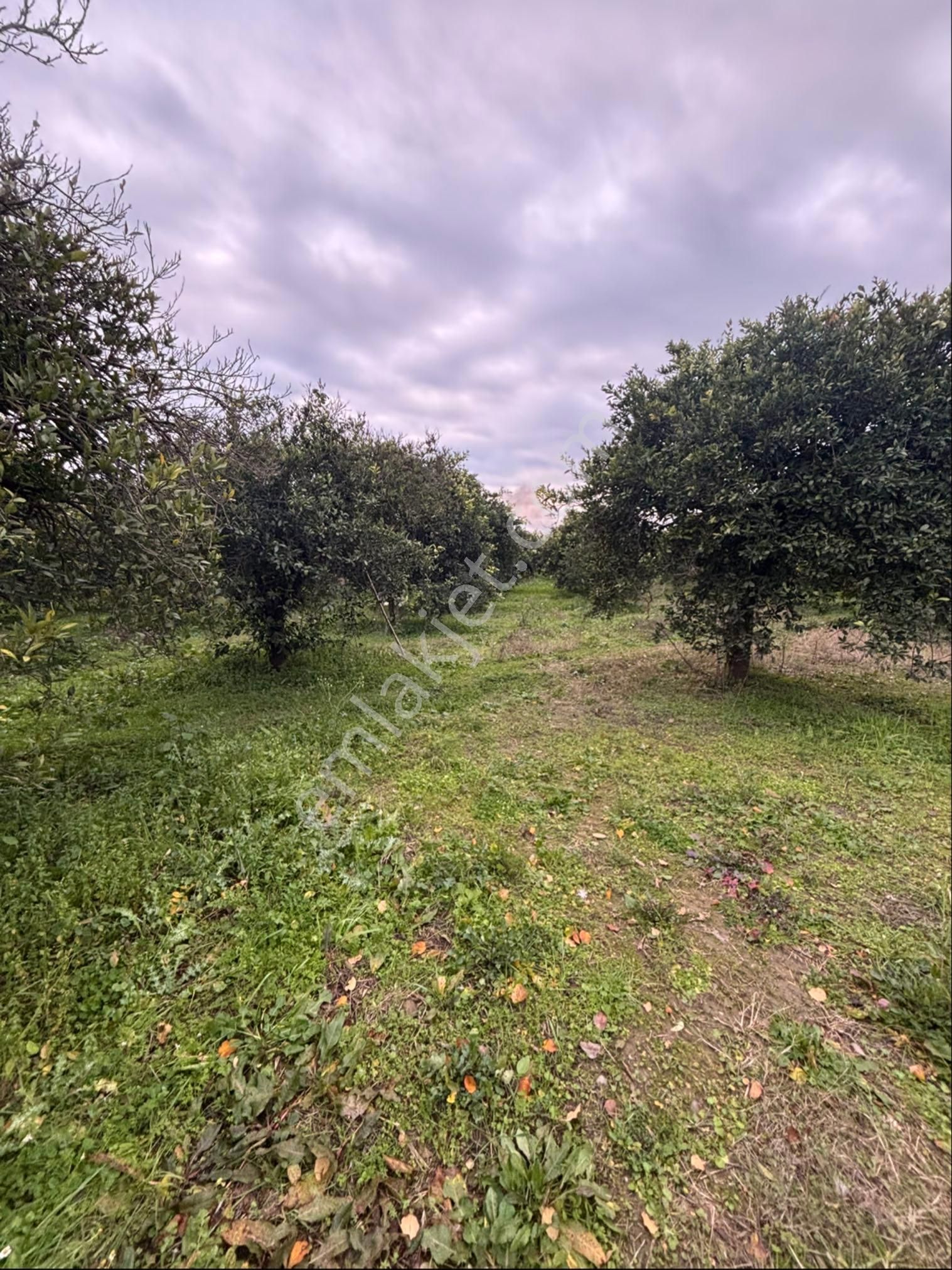 Sezgin Emlak Aydın Nazilli Hamzalı Fırsat Portakal Bahçesi Satılık - Görsel 8