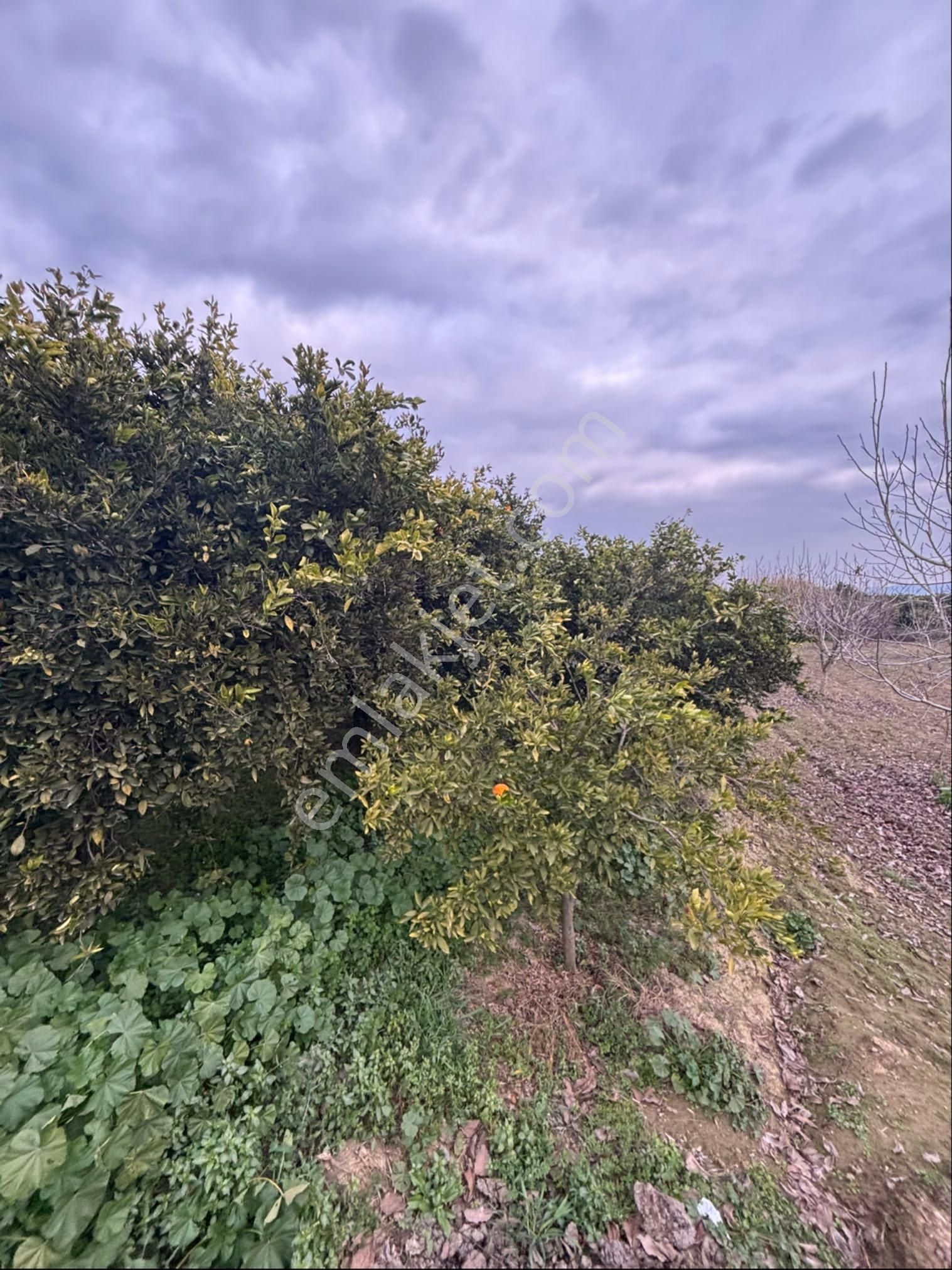 Sezgin Emlak Aydın Nazilli Hamzalı Fırsat Portakal Bahçesi Satılık - Görsel 15