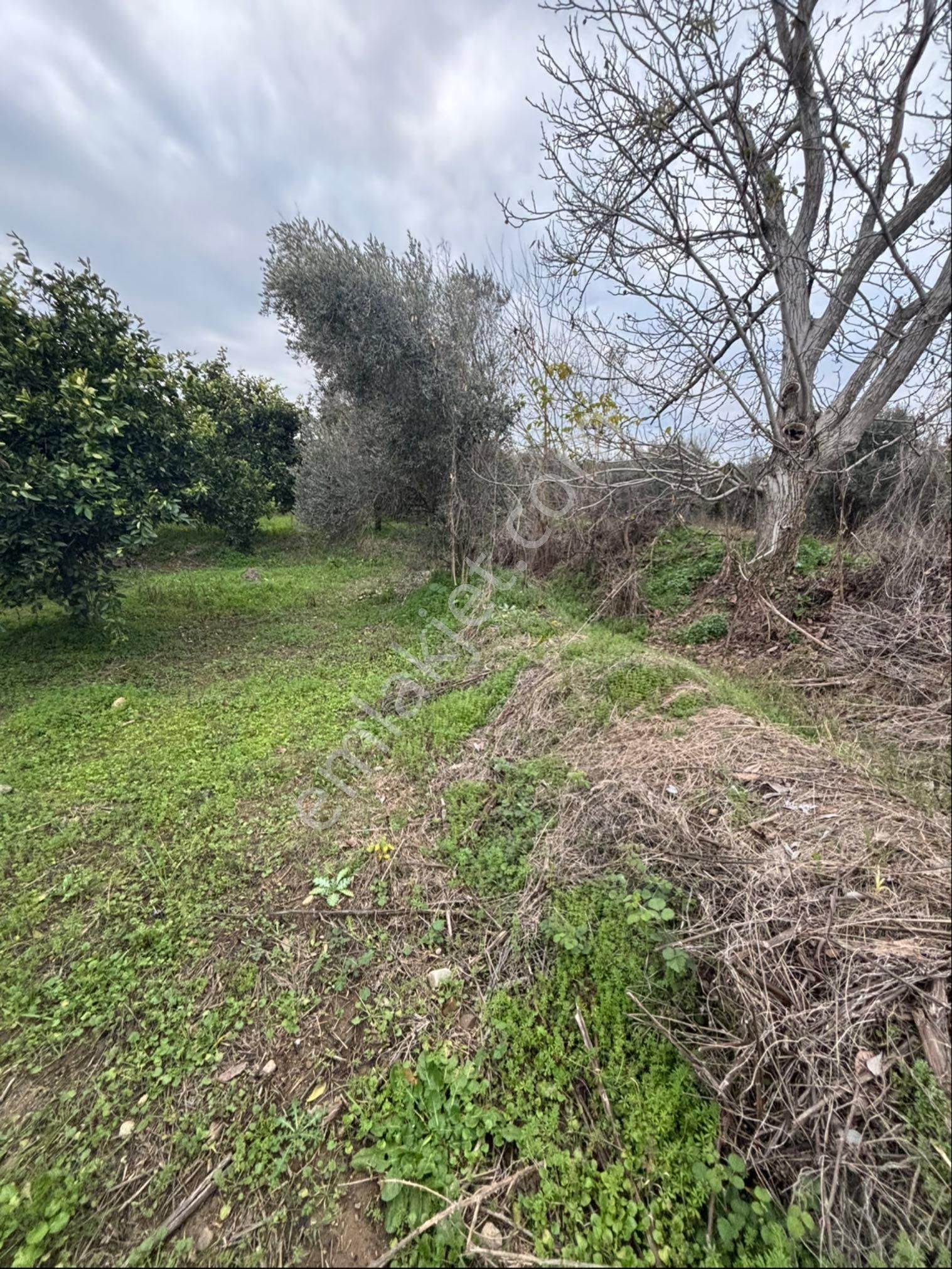 Sezgin Emlak Aydın Nazilli Hamzalı Fırsat Portakal Bahçesi Satılık - Görsel 10