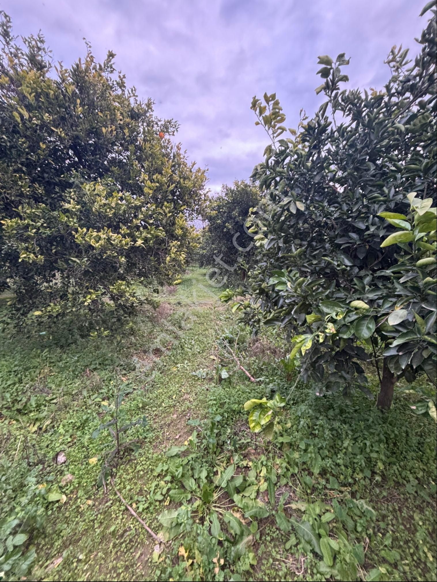 Sezgin Emlak Aydın Nazilli Hamzalı Fırsat Portakal Bahçesi Satılık - Görsel 12