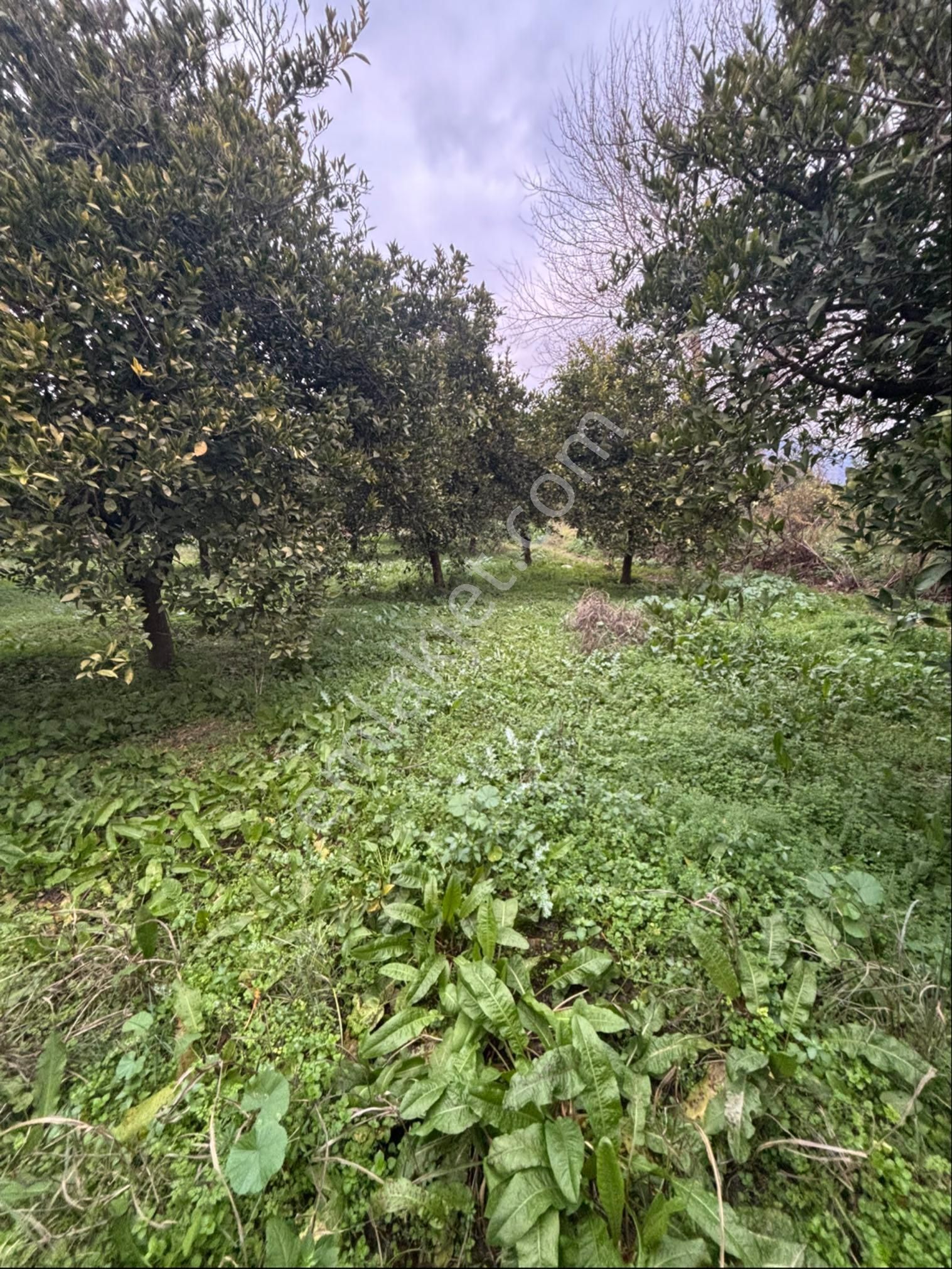 Sezgin Emlak Aydın Nazilli Hamzalı Fırsat Portakal Bahçesi Satılık - Görsel 19