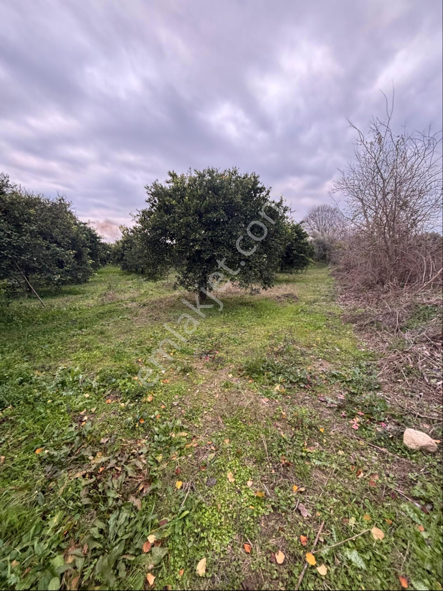 Sezgin Emlak Aydın Nazilli Hamzalı Fırsat Portakal Bahçesi Satılık - Görsel 7