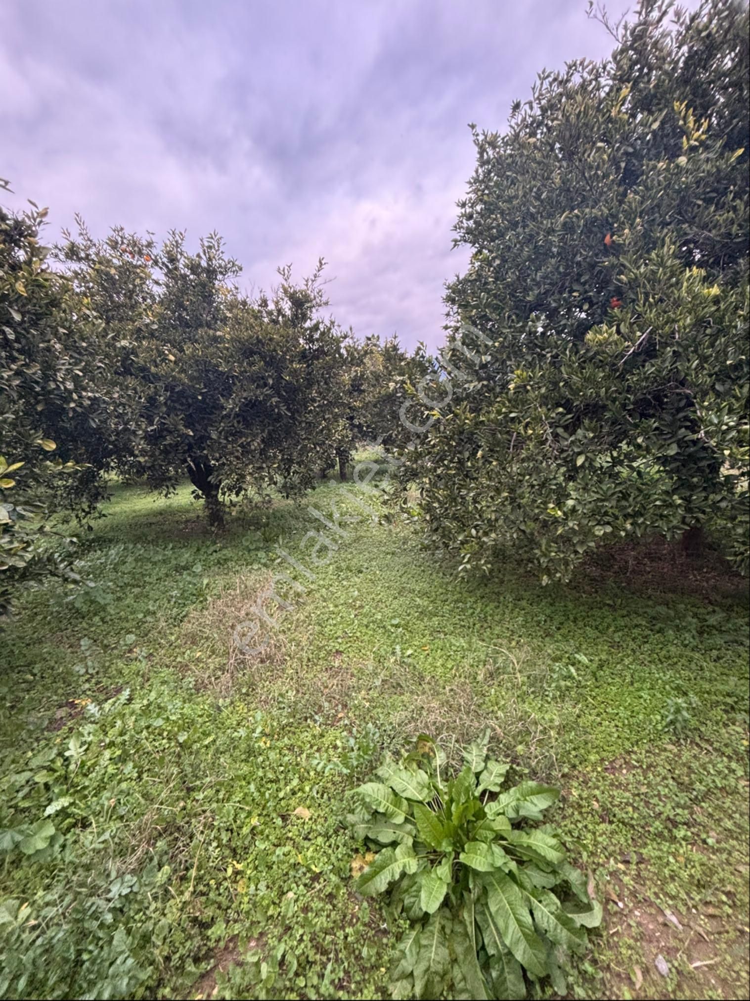 Sezgin Emlak Aydın Nazilli Hamzalı Fırsat Portakal Bahçesi Satılık - Görsel 16
