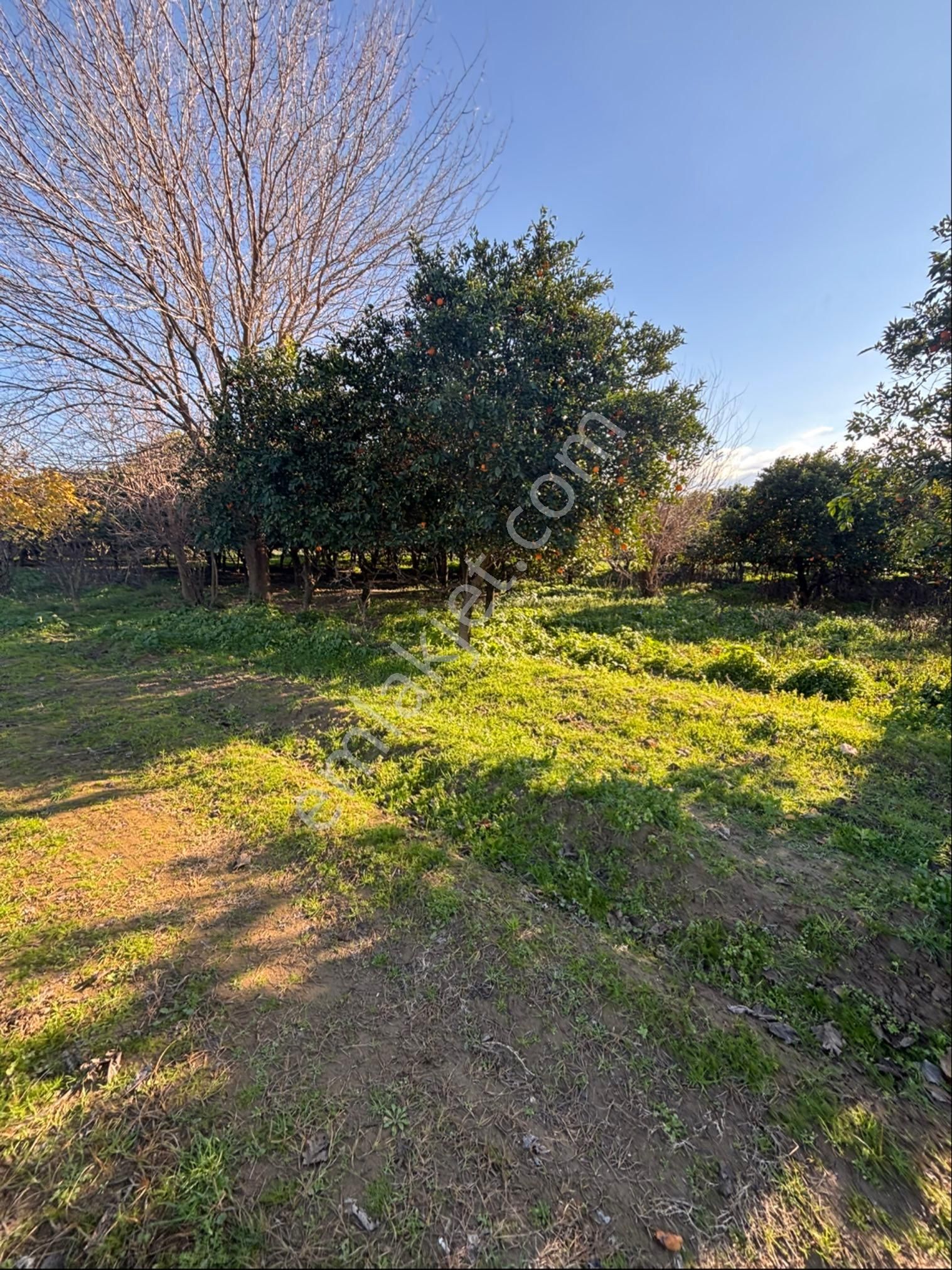 Sezgin Emlak Dan Satılık Portakal Bahçesi - Görsel 5