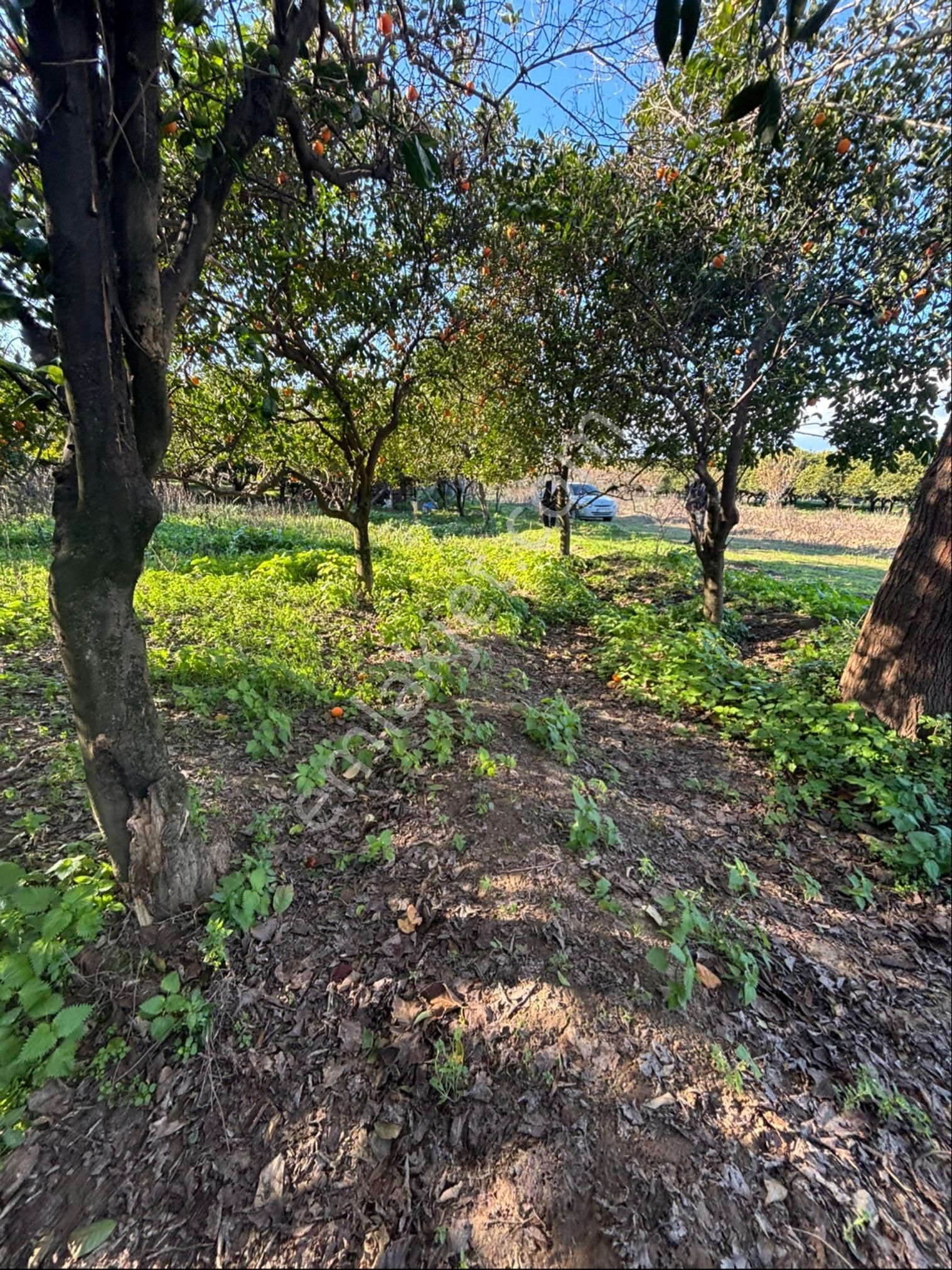 Sezgin Emlak Dan Satılık Portakal Bahçesi - Görsel 8