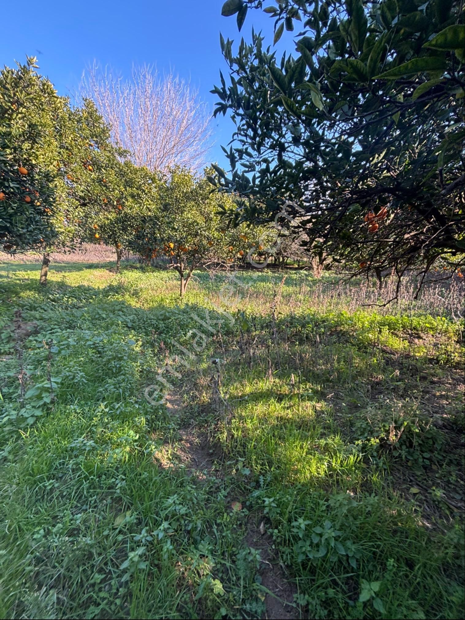 Sezgin Emlak Dan Satılık Portakal Bahçesi