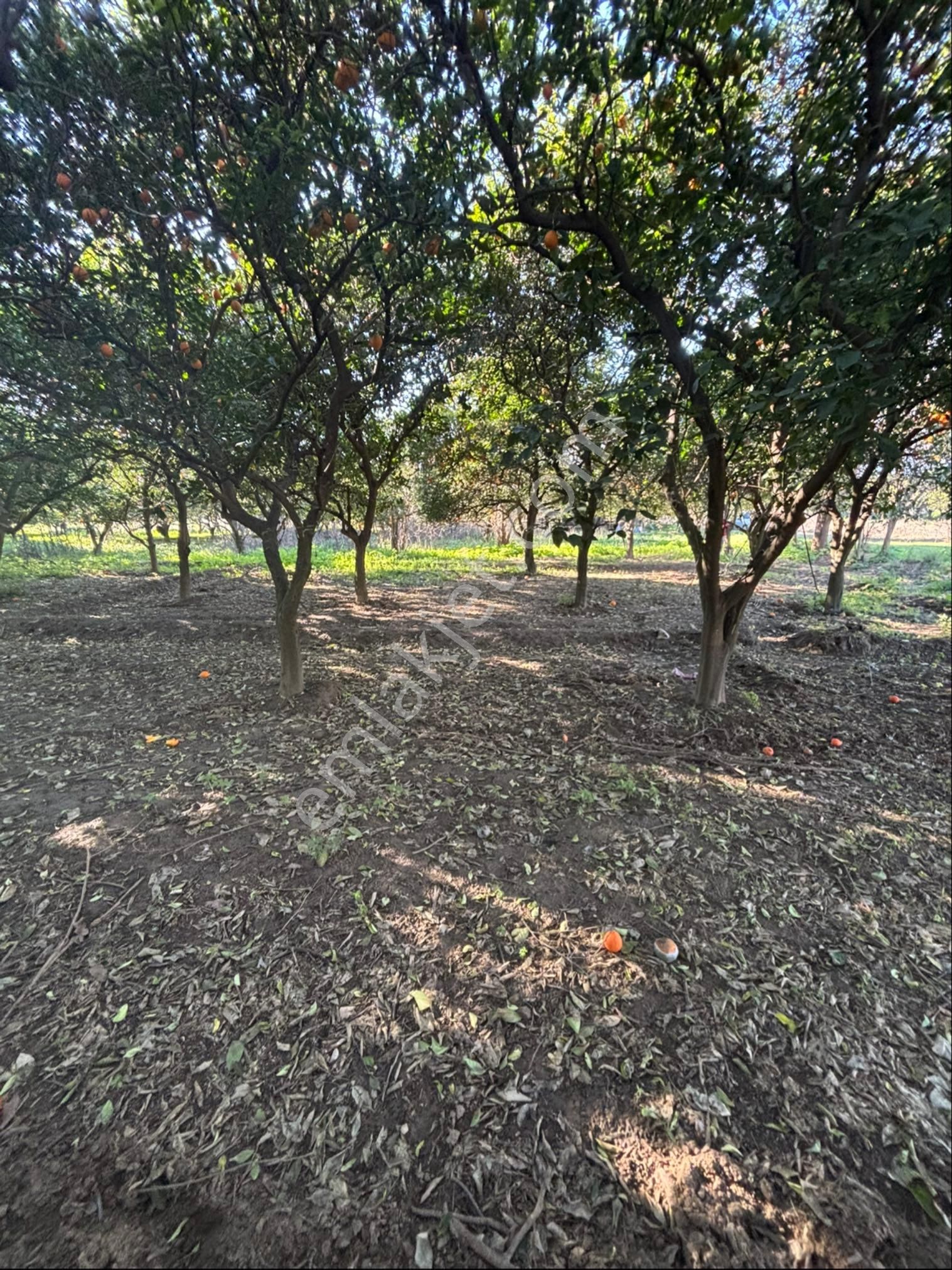 Sezgin Emlak Dan Satılık Portakal Bahçesi - Görsel 11