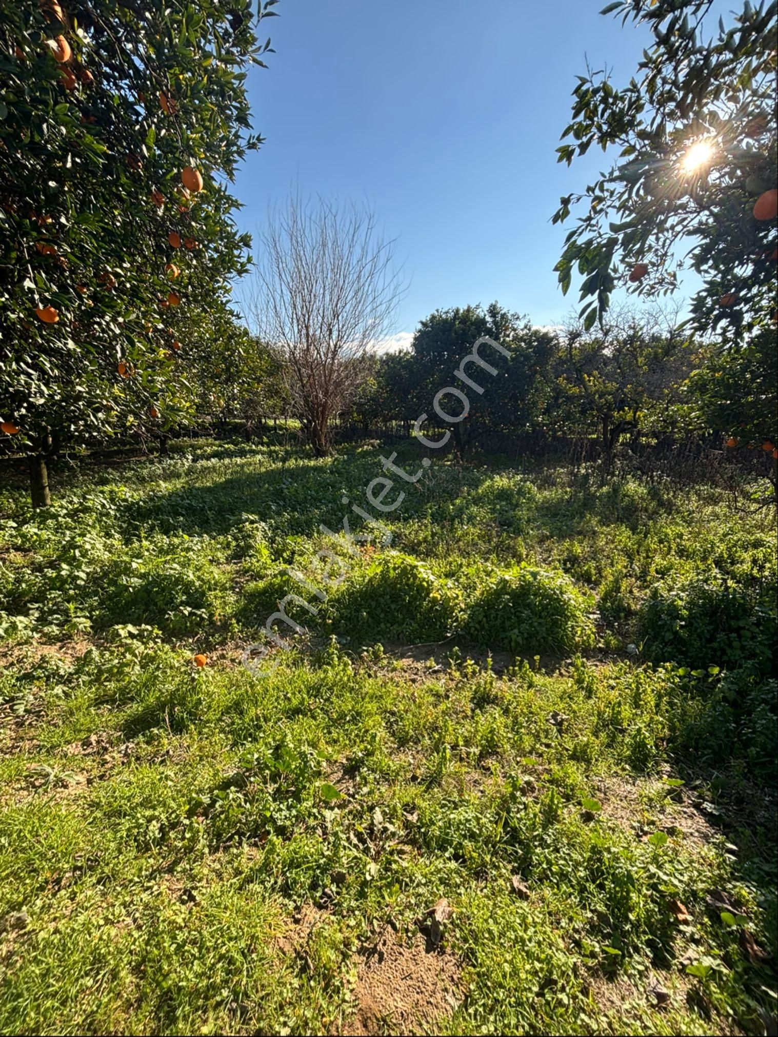 Sezgin Emlak Dan Satılık Portakal Bahçesi - Görsel 3