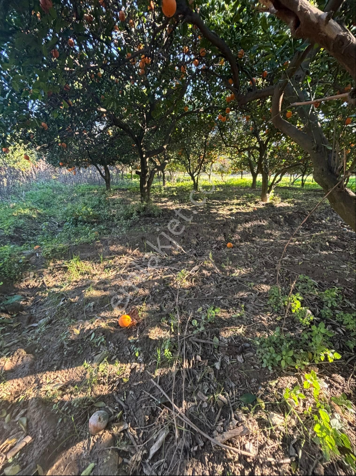 Sezgin Emlak Dan Satılık Portakal Bahçesi - Görsel 23