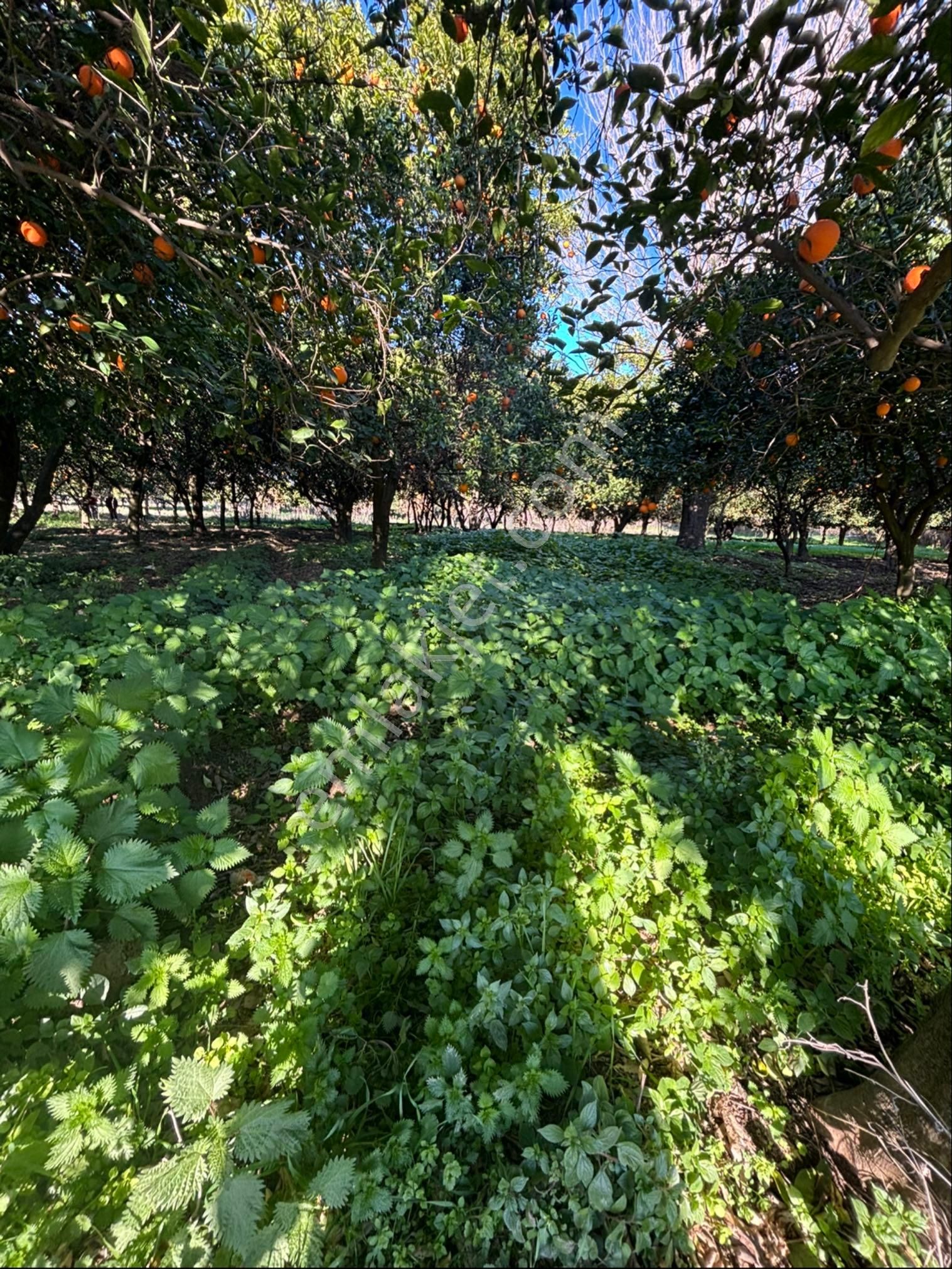 Sezgin Emlak Dan Satılık Portakal Bahçesi - Görsel 15