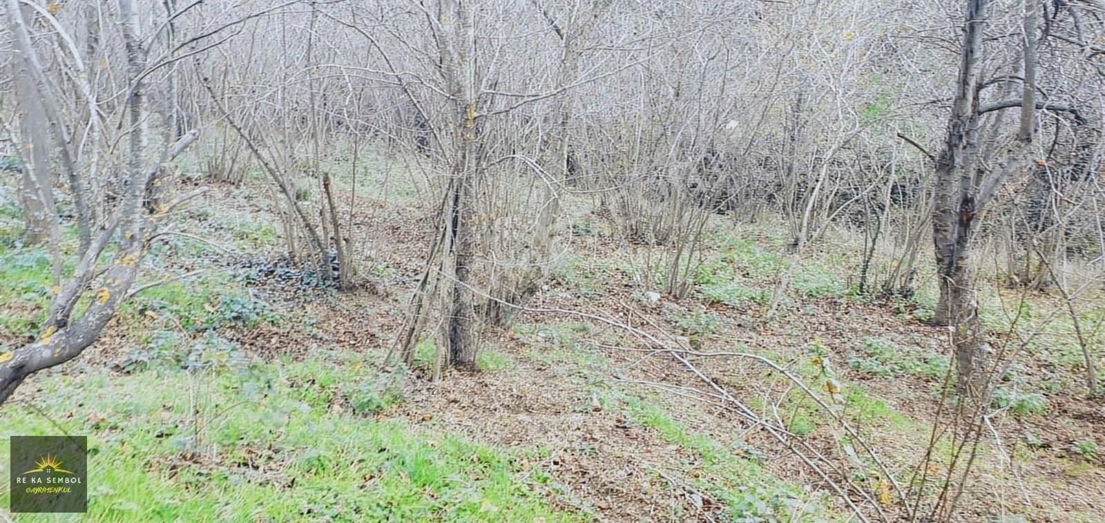 Sakarya/sapanca/memnuniye Mah. Satılık Ev Ve Fındık Bahçesi - Görsel 16