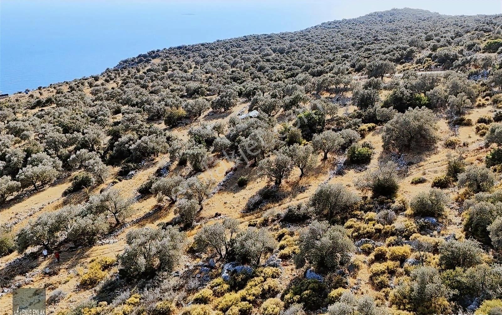 Venüs Emlak Demreden Kaş Sarıbelen Deniz Manzaralı Satılık Tarla - Görsel 13
