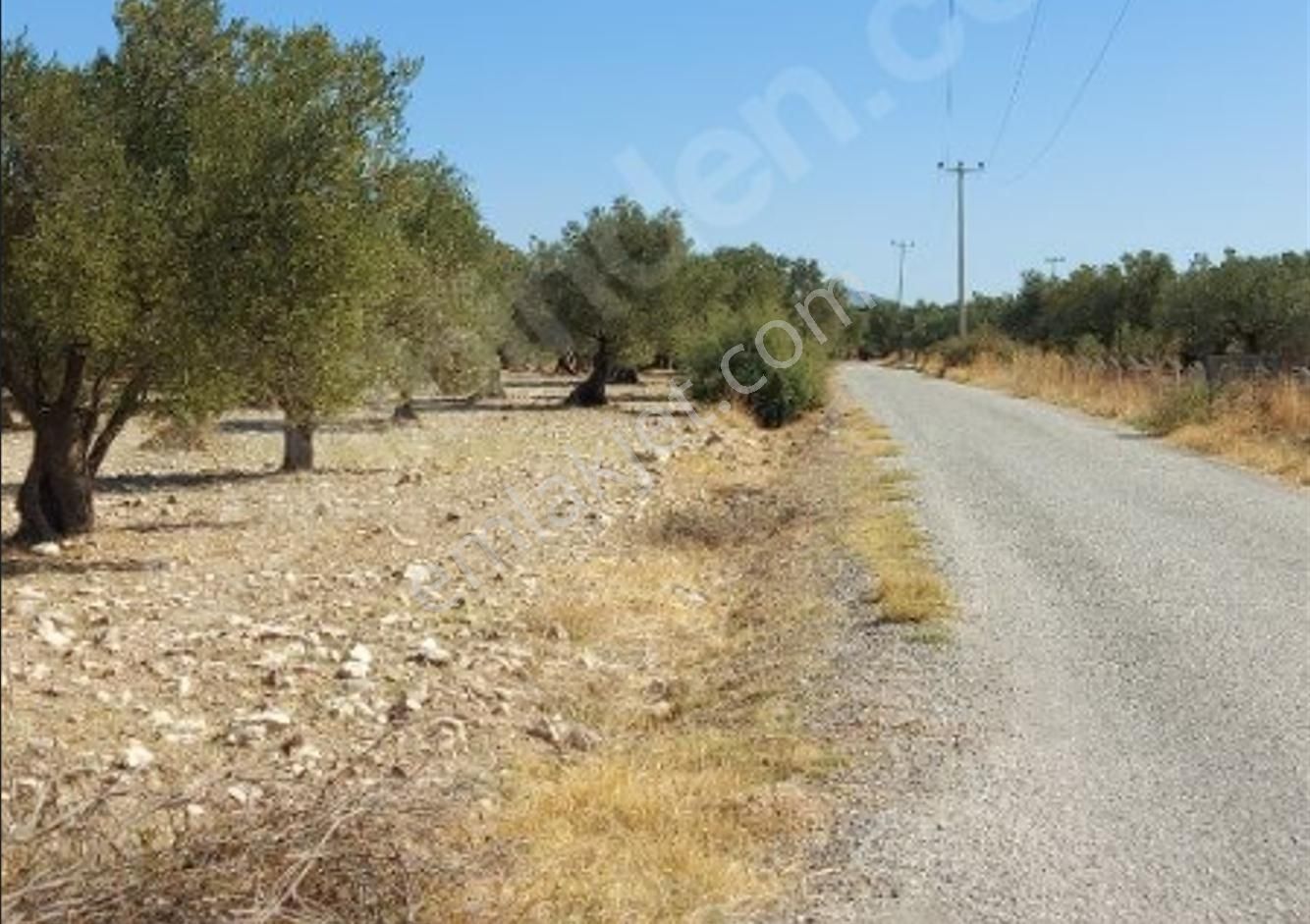 Ayvalık Ta Satılık 120 Dönüm Zeytinlik Ve Ruhsat Binalar - Görsel 7