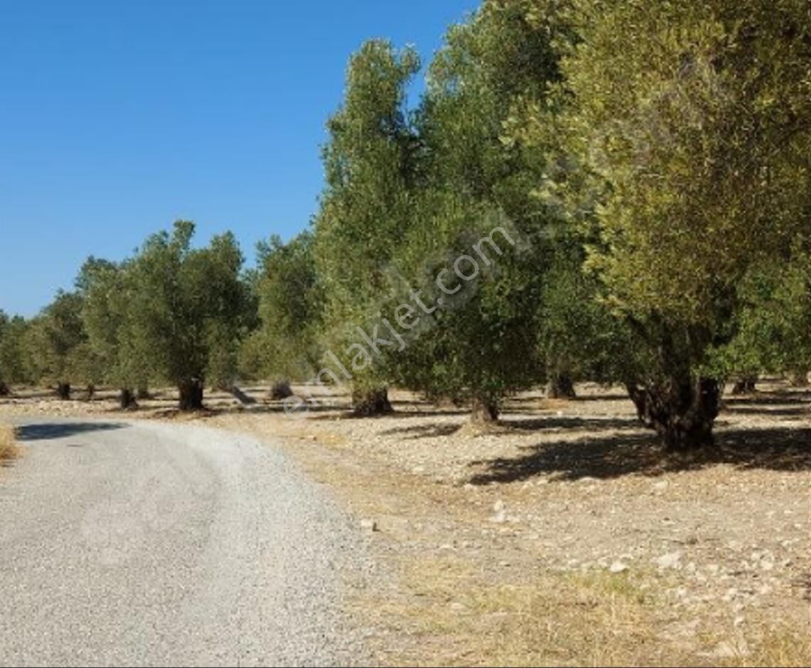 Ayvalık Ta Satılık 120 Dönüm Zeytinlik Ve Ruhsat Binalar - Görsel 8