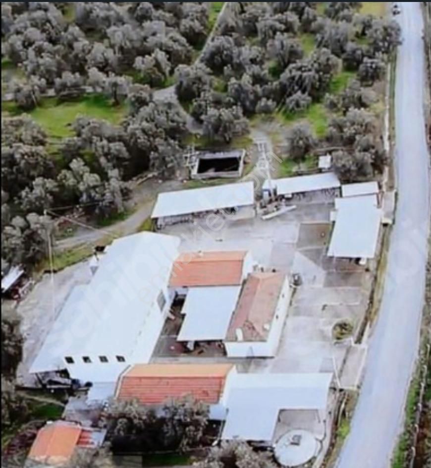 Ayvalık Ta Satılık 120 Dönüm Zeytinlik Ve Ruhsat Binalar - Görsel 10