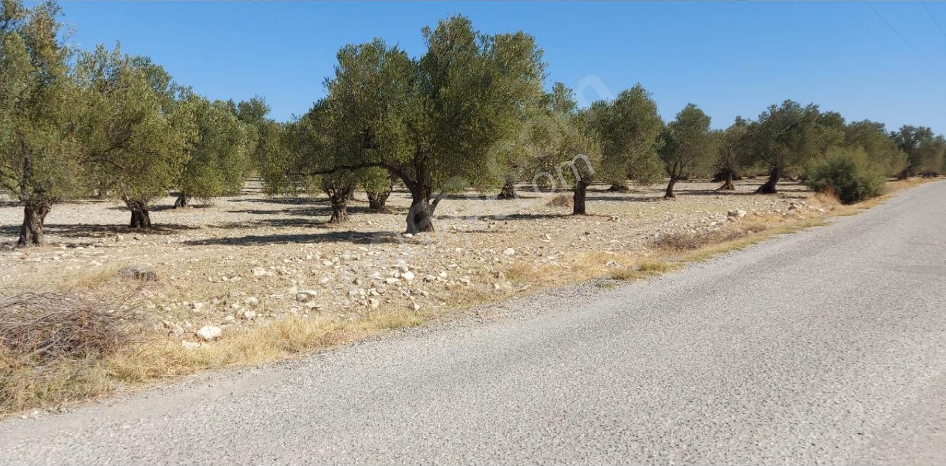 Ayvalık Ta Satılık 120 Dönüm Zeytinlik Ve Ruhsat Binalar - Görsel 6