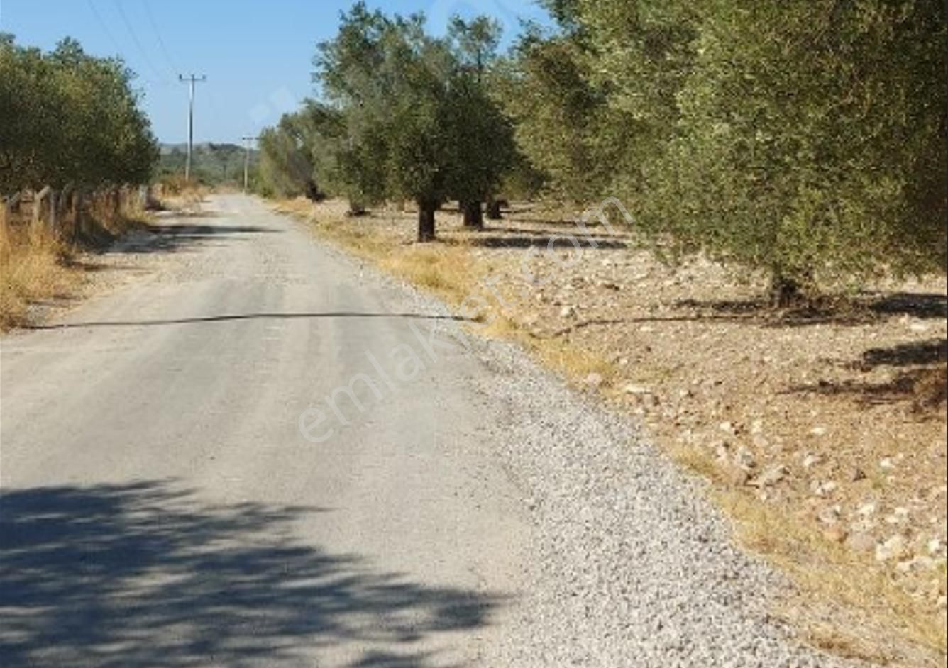 Ayvalık Ta Satılık 120 Dönüm Zeytinlik Ve Ruhsat Binalar - Görsel 5