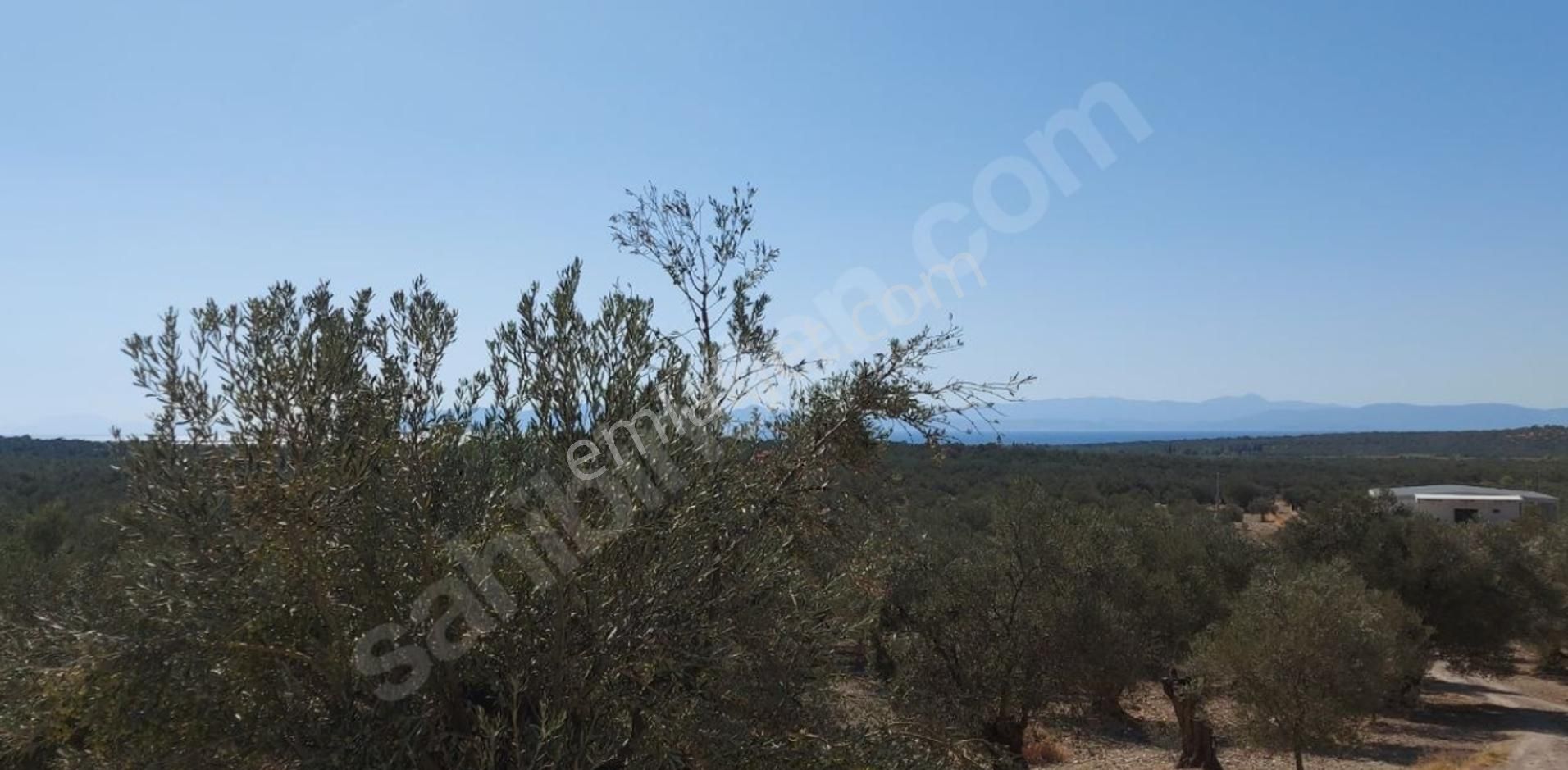Ayvalık Ta Satılık 120 Dönüm Zeytinlik Ve Ruhsat Binalar - Görsel 4