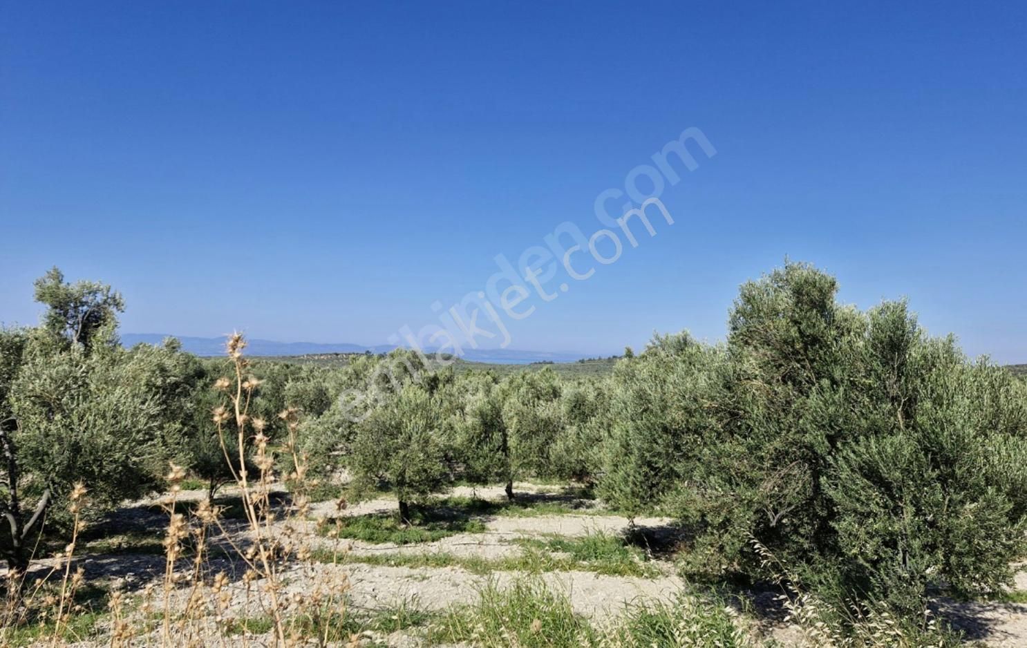 Ayvalık Ta Satılık 120 Dönüm Zeytinlik Ve Ruhsat Binalar - Görsel 3
