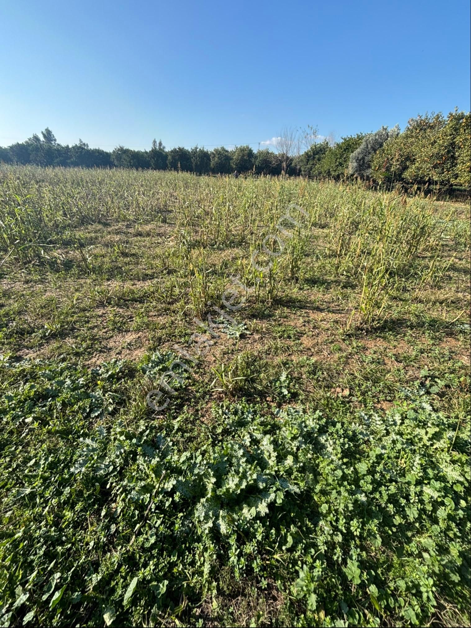 Sezgin Emlak Dan Hamzalı Köyiçine Yakın Satılık Hobi Bahçesi - Görsel 7