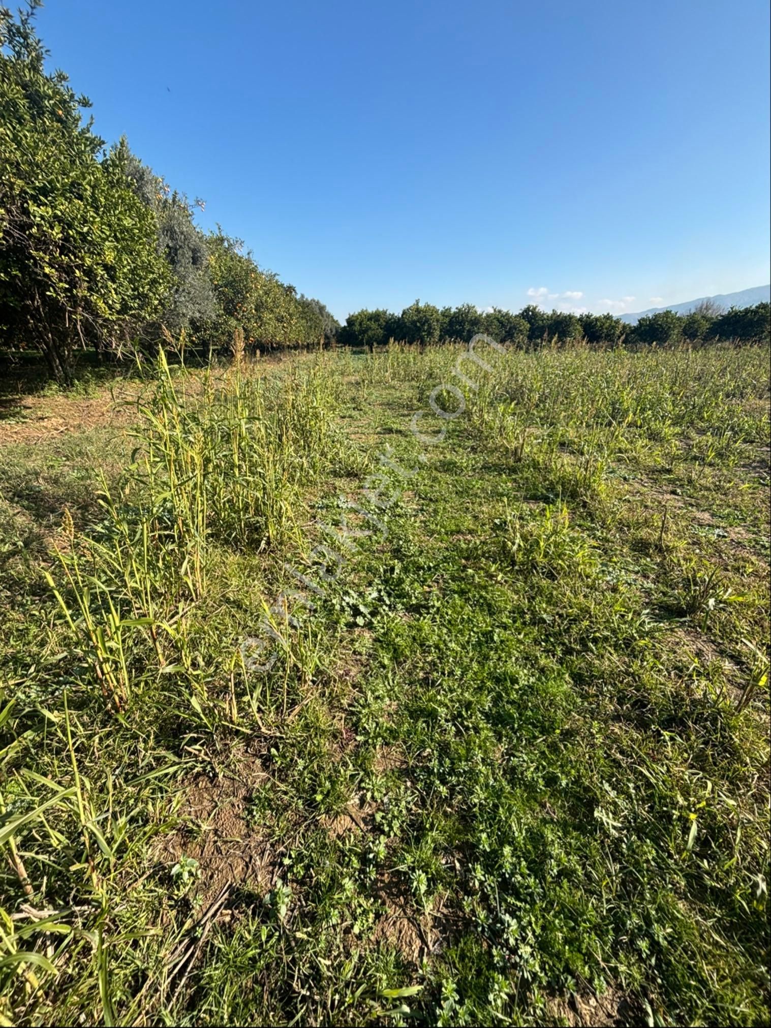 Sezgin Emlak Dan Hamzalı Köyiçine Yakın Satılık Hobi Bahçesi - Görsel 16