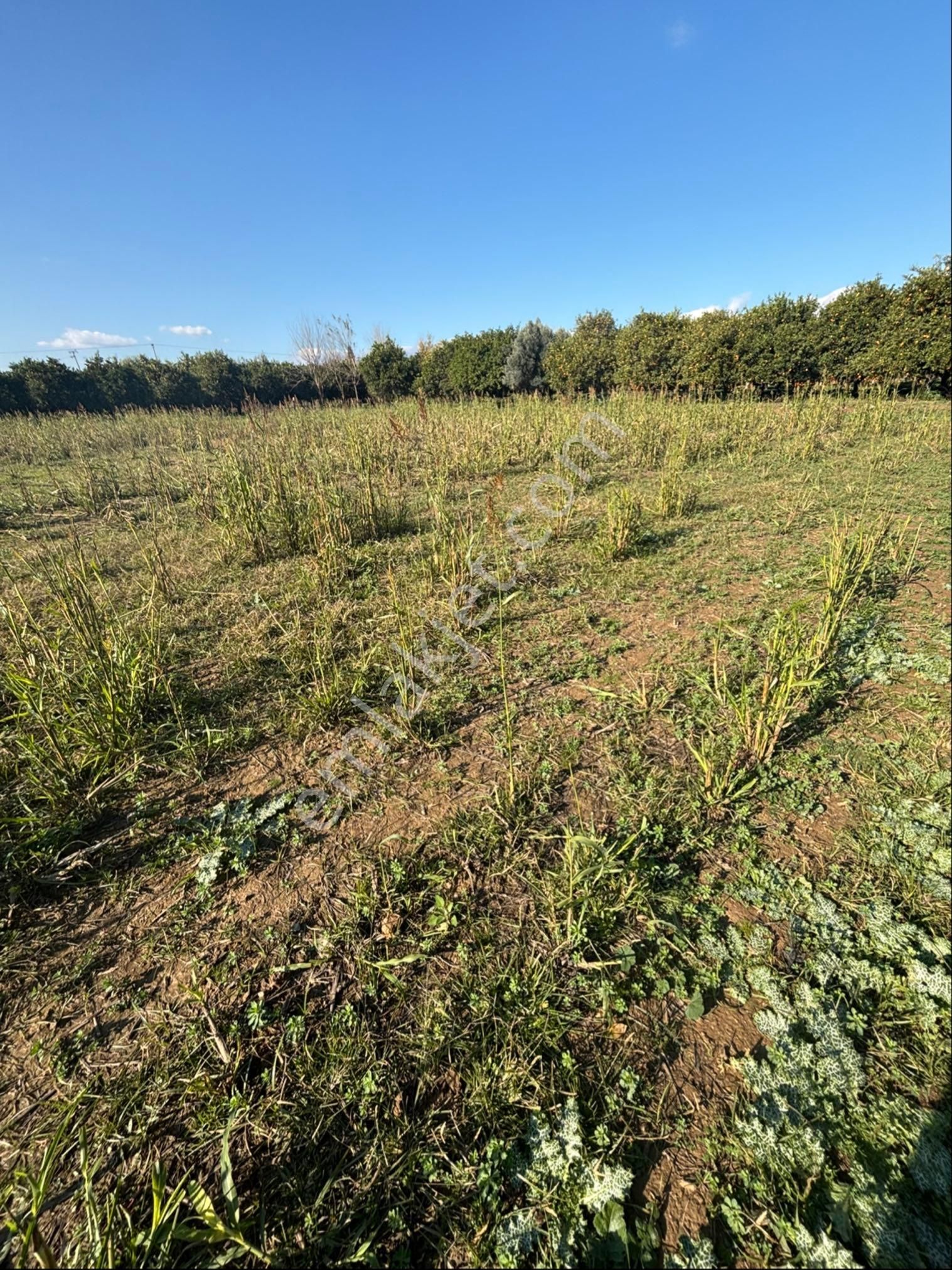 Sezgin Emlak Dan Hamzalı Köyiçine Yakın Satılık Hobi Bahçesi - Görsel 4