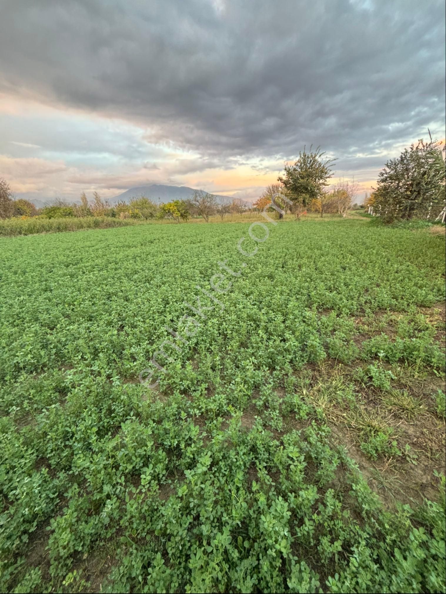 Sezgin Emlak Dan Aydın Nazilli Arslanlı Hobi Bahçesi - Görsel 21