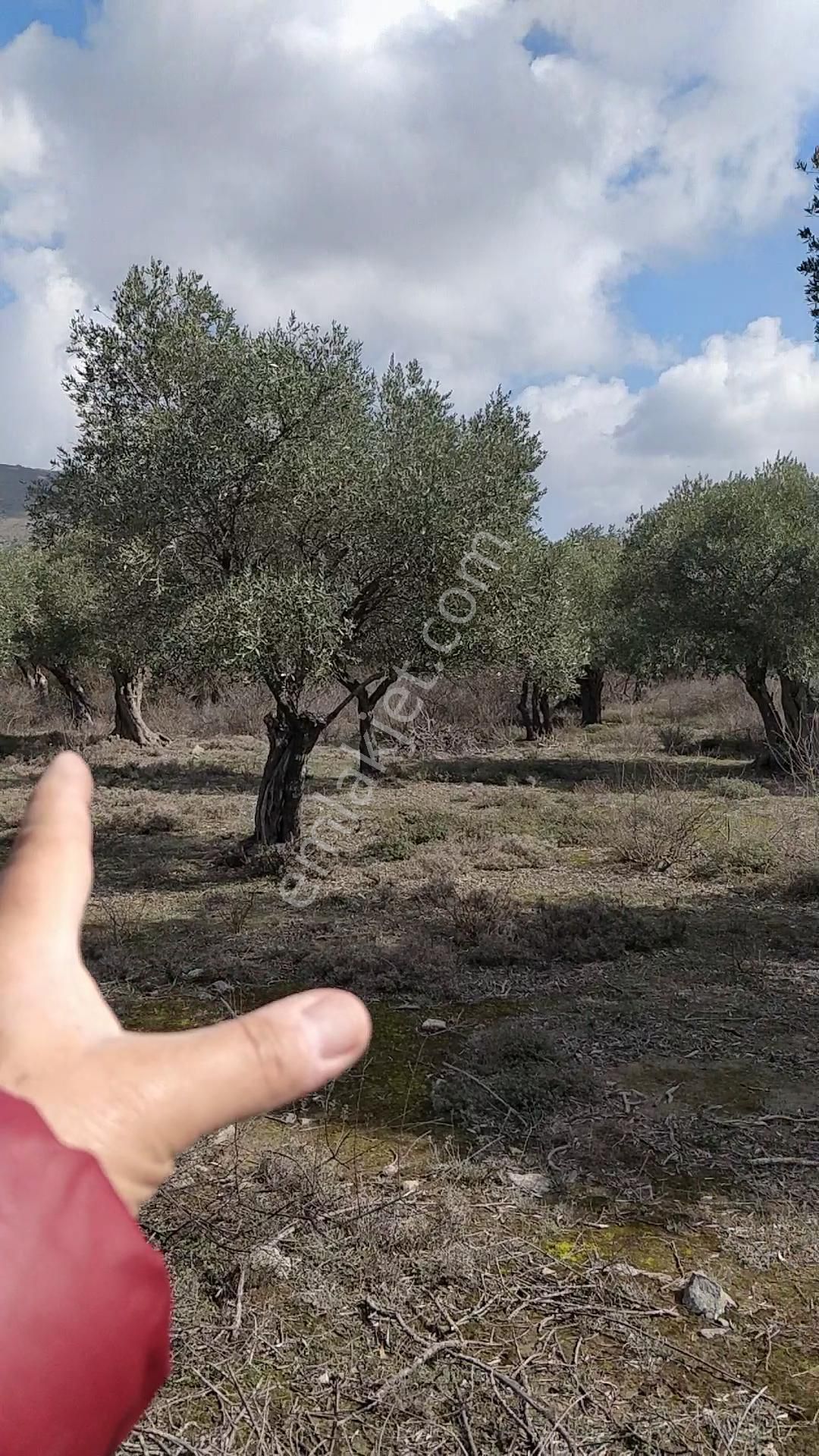 Yola 2.parsel Asfalt 160mt 13 Yetişkin Ağaç Etraf Çevrik Düz - Görsel 4