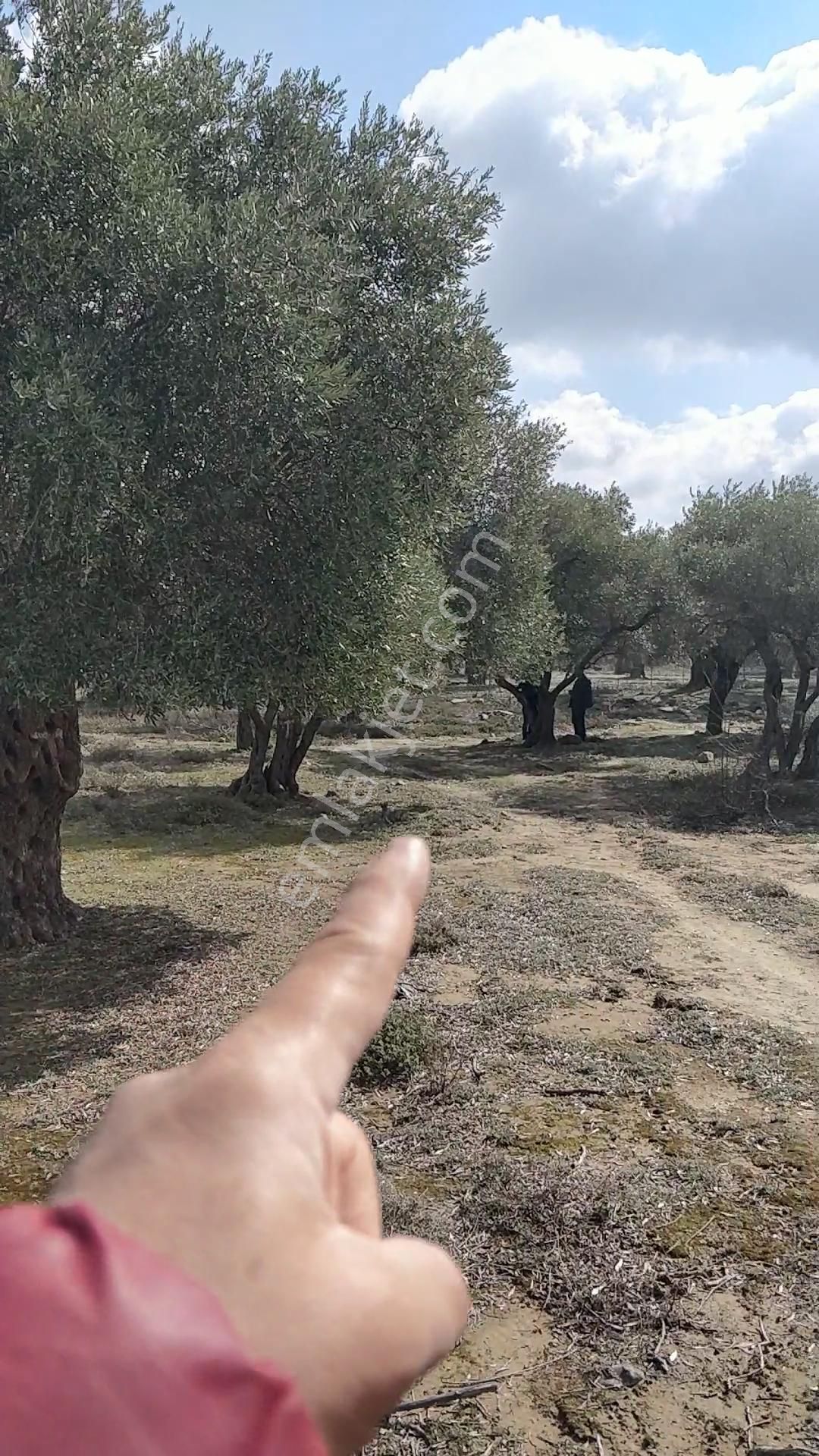 Yola 2.parsel Asfalt 160mt 13 Yetişkin Ağaç Etraf Çevrik Düz - Görsel 5