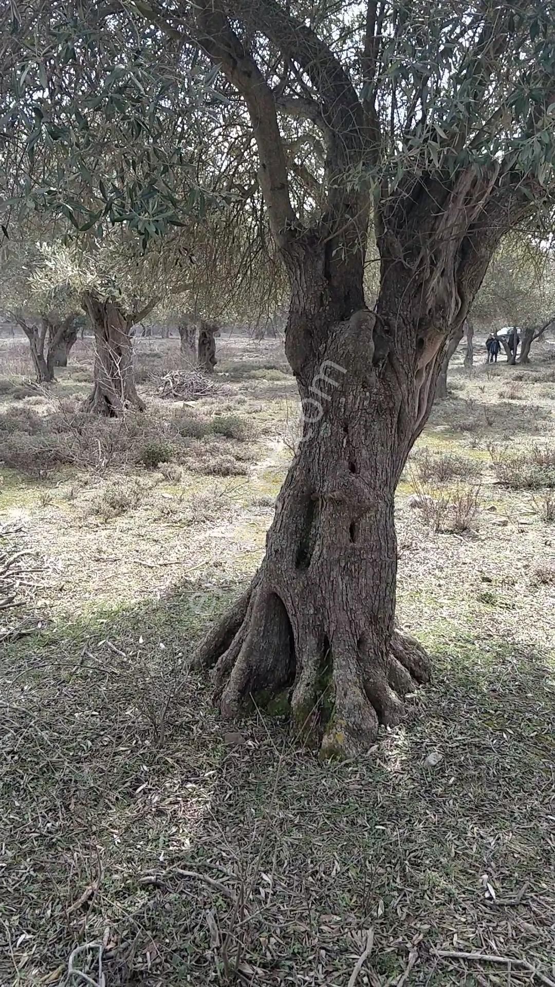 Yola 2.parsel Asfalt 160mt 13 Yetişkin Ağaç Etraf Çevrik Düz - Görsel 7