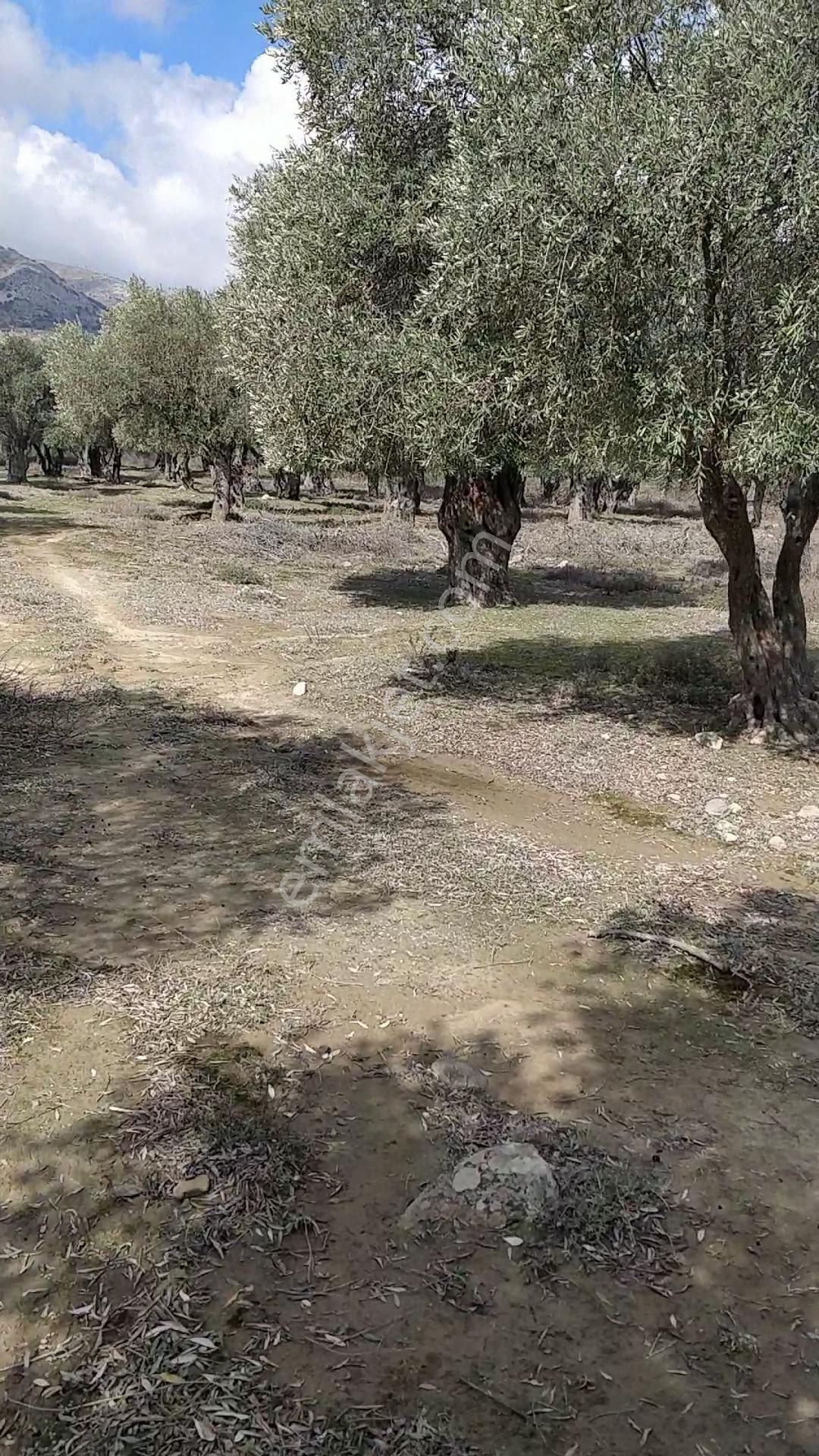 Yola 2.parsel Asfalt 160mt 13 Yetişkin Ağaç Etraf Çevrik Düz - Görsel 3