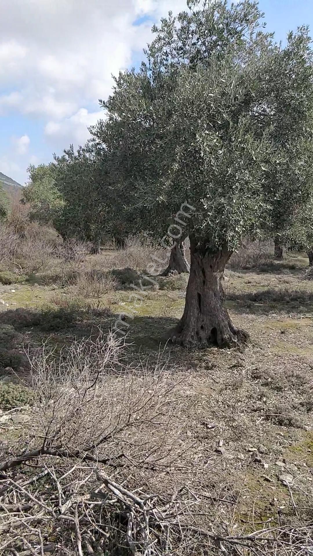 Yola 2.parsel Asfalt 160mt 13 Yetişkin Ağaç Etraf Çevrik Düz - Görsel 6