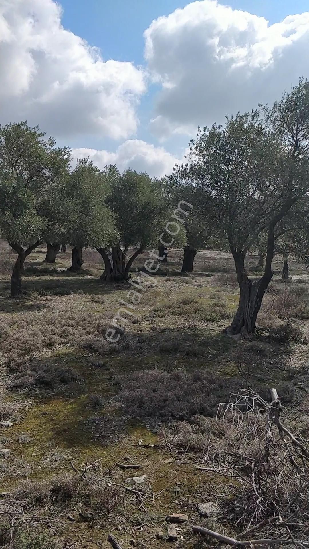 Yola 2.parsel Asfalt 160mt 13 Yetişkin Ağaç Etraf Çevrik Düz