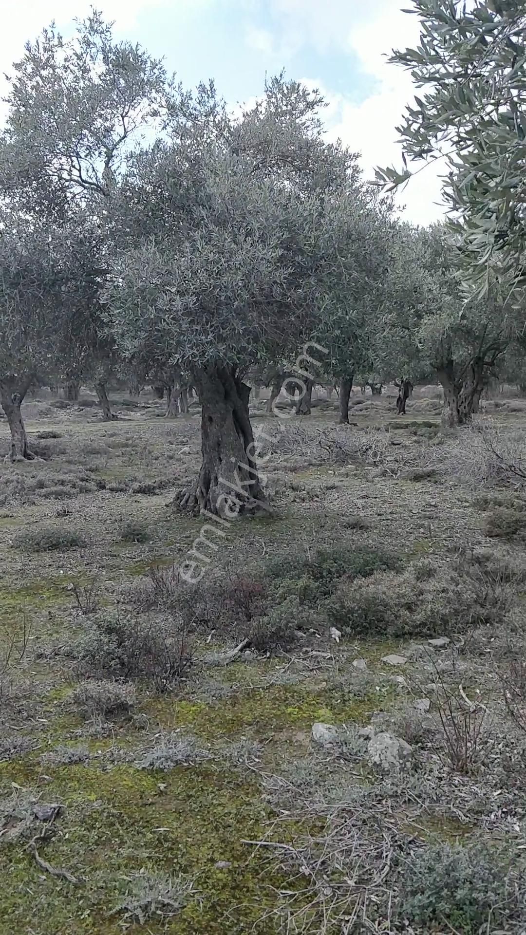 Yola 2.parsel Asfalt 160mt 13 Yetişkin Ağaç Etraf Çevrik Düz - Görsel 9