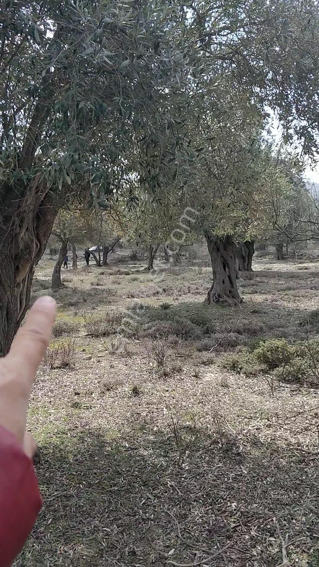 Yola 2.parsel Asfalt 160mt 13 Yetişkin Ağaç Etraf Çevrik Düz - Görsel 8