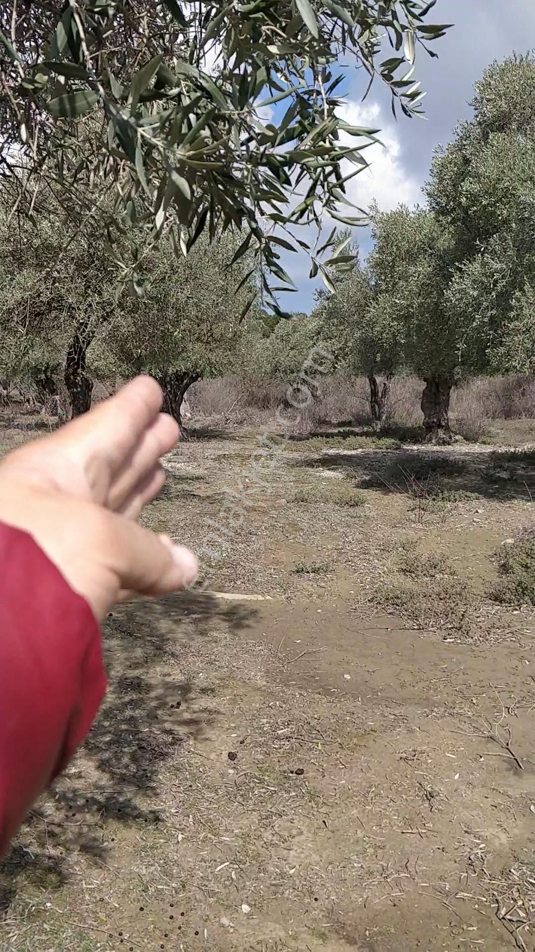 Yola 2.parsel Asfalt 160mt 13 Yetişkin Ağaç Etraf Çevrik Düz - Görsel 2