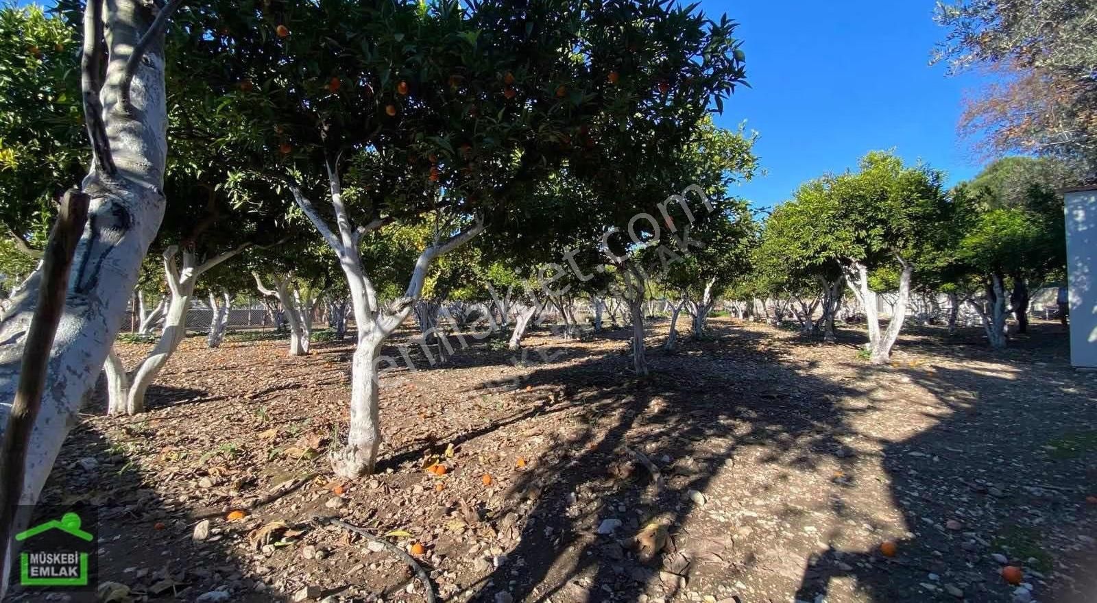 Bodrum Bitezde Satılık Mandalina Bahçesi(villa Yapılabilir) - Görsel 23