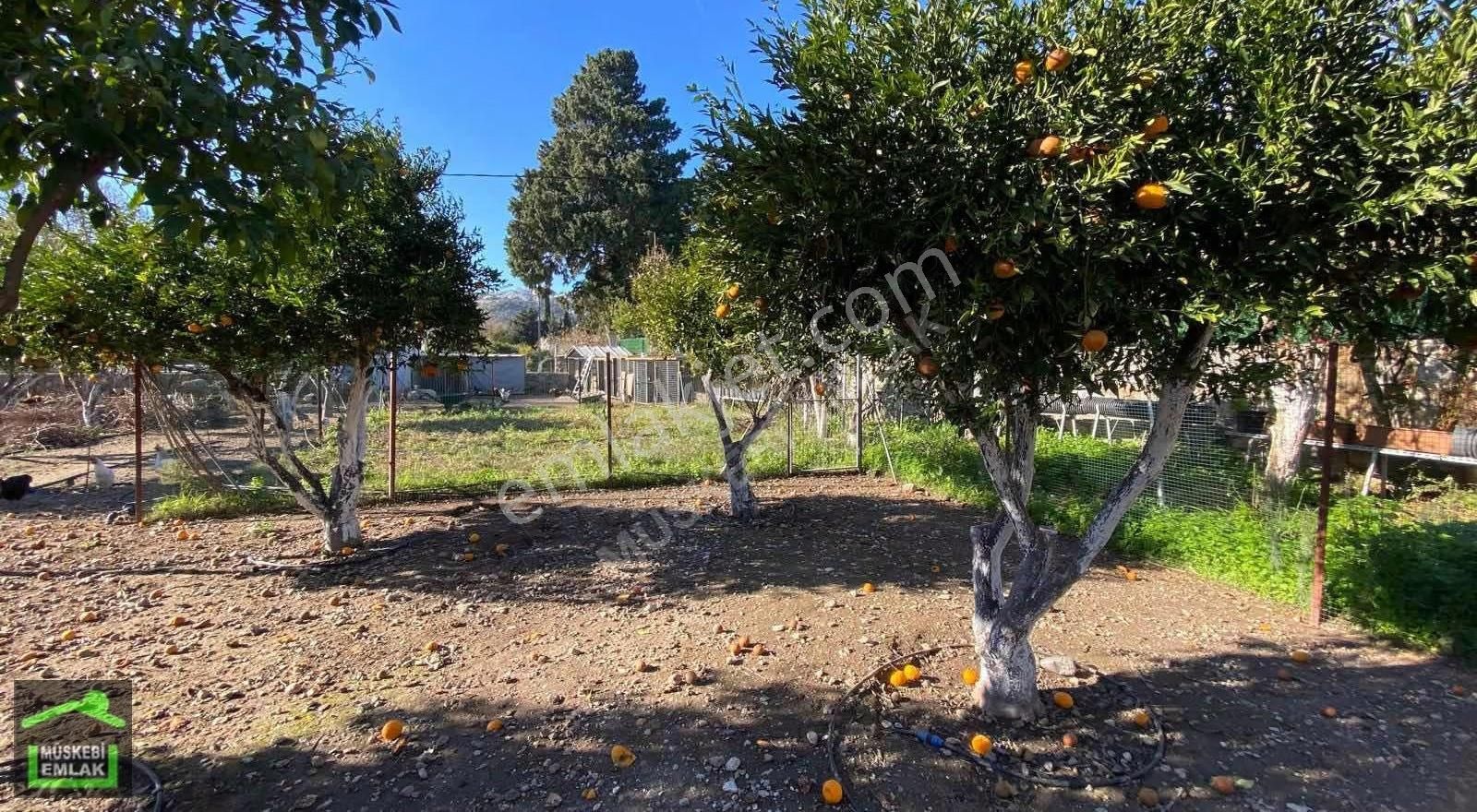 Bodrum Bitezde Satılık Mandalina Bahçesi(villa Yapılabilir) - Görsel 3