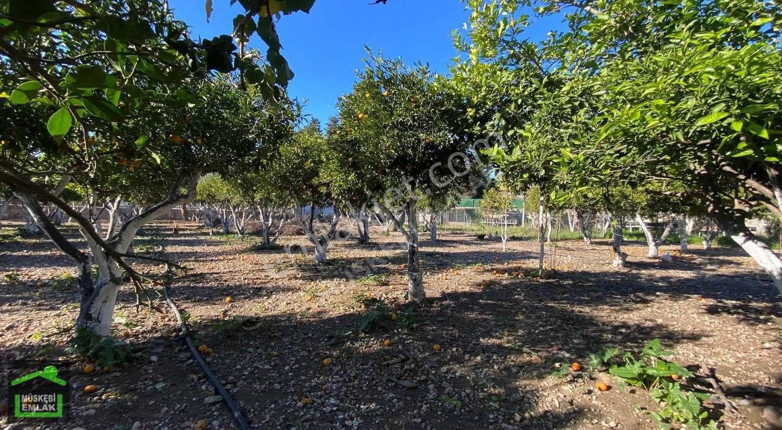 Bodrum Bitezde Satılık Mandalina Bahçesi(villa Yapılabilir) - Görsel 26