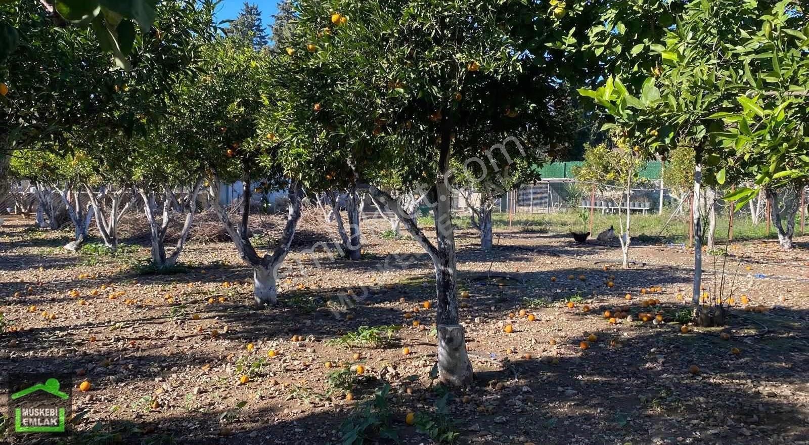 Bodrum Bitezde Satılık Mandalina Bahçesi(villa Yapılabilir) - Görsel 31