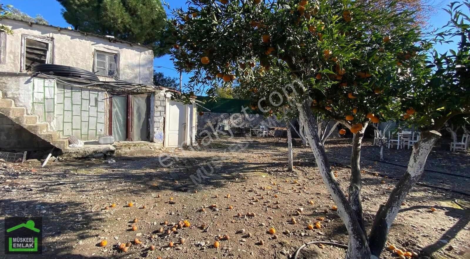 Bodrum Bitezde Satılık Mandalina Bahçesi(villa Yapılabilir) - Görsel 5