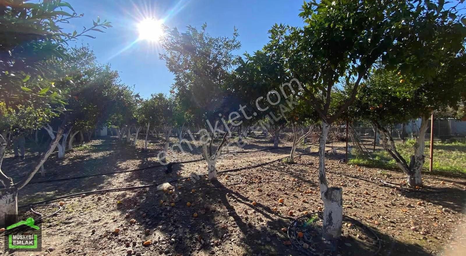 Bodrum Bitezde Satılık Mandalina Bahçesi(villa Yapılabilir) - Görsel 21